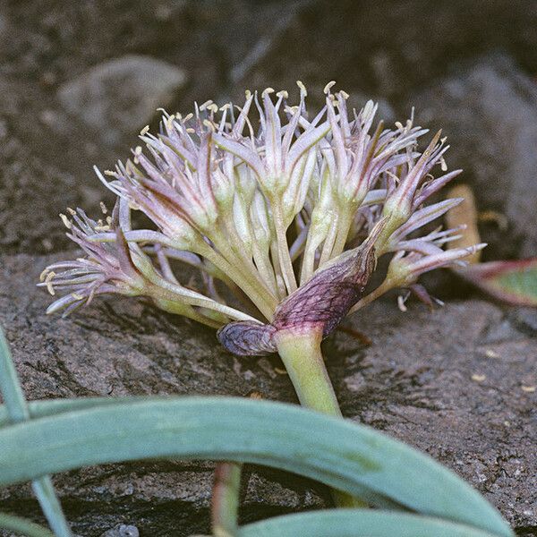 Allium anceps Flor