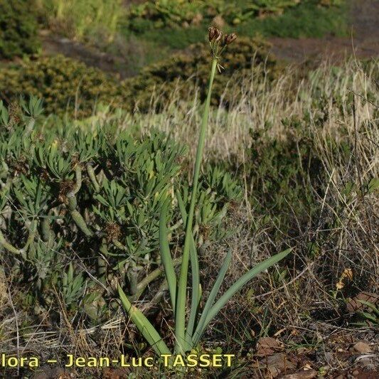 Pancratium canariense Buveinė