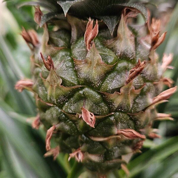 Ananas comosus Frucht