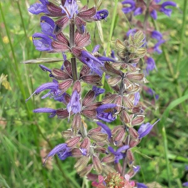 Salvia pratensis Žiedas