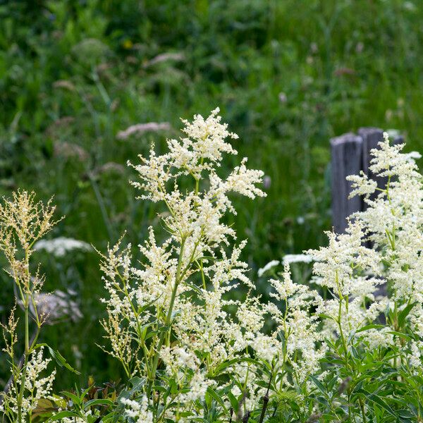 Aconogonum alpinum Altres