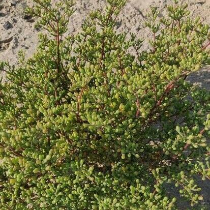 Batis maritima 整株植物