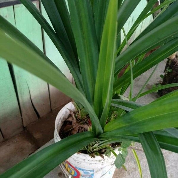 Pandanus amaryllifolius Leaf