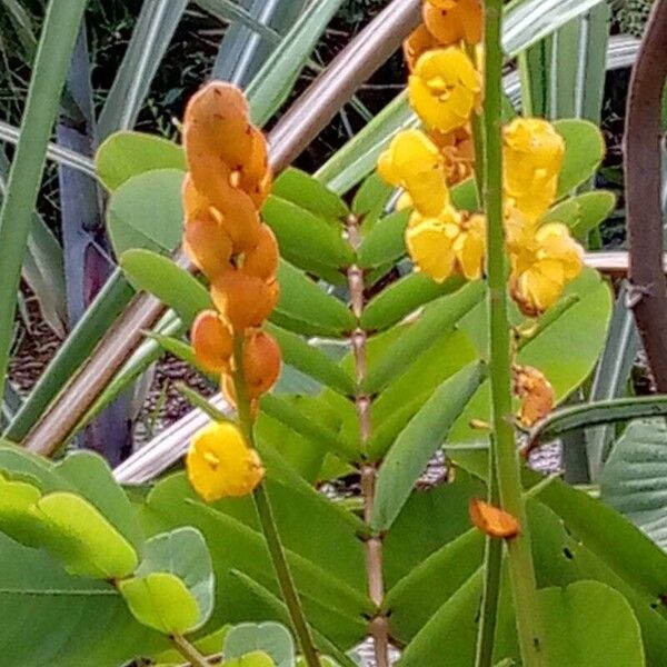 Senna alata Flower