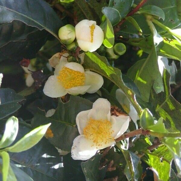 Camellia sinensis Кветка