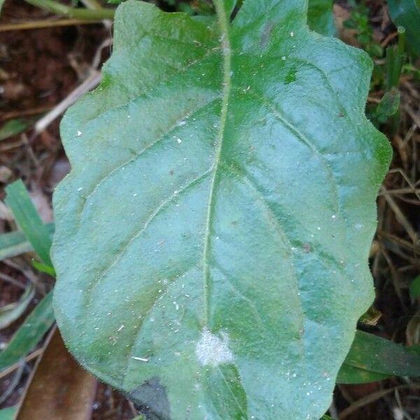 Youngia japonica Leaf