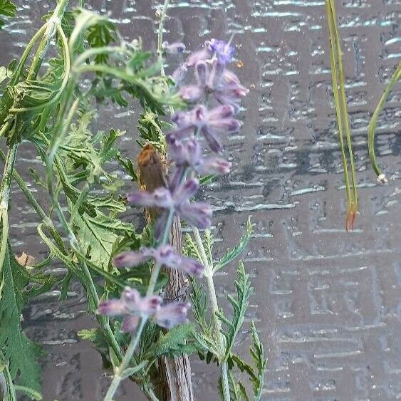 Salvia abrotanoides Žiedas