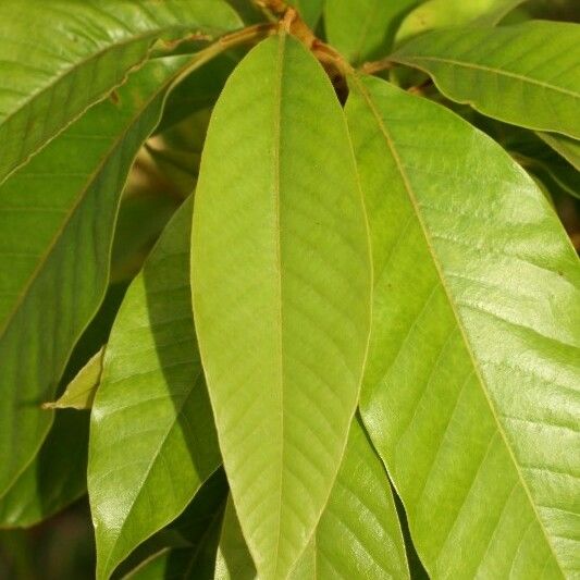 Michelia champaca Leaf