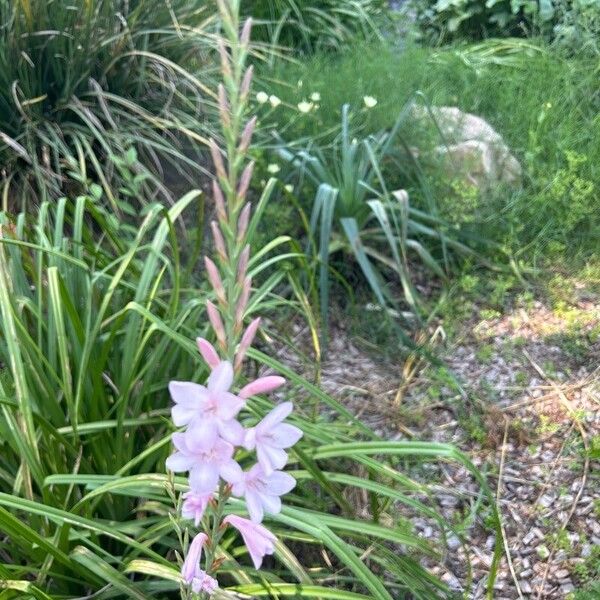 Watsonia borbonica Žiedas