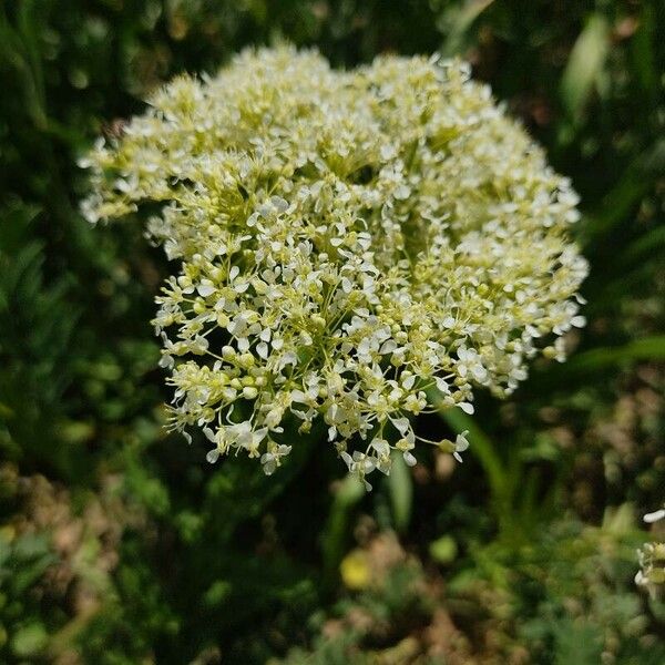 Lepidium draba 花