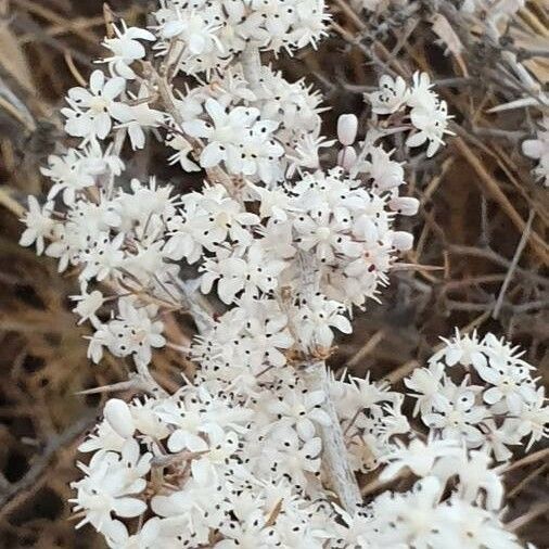 Asparagus albus പുഷ്പം