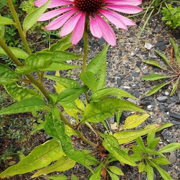 Echinacea angustifolia Hoja