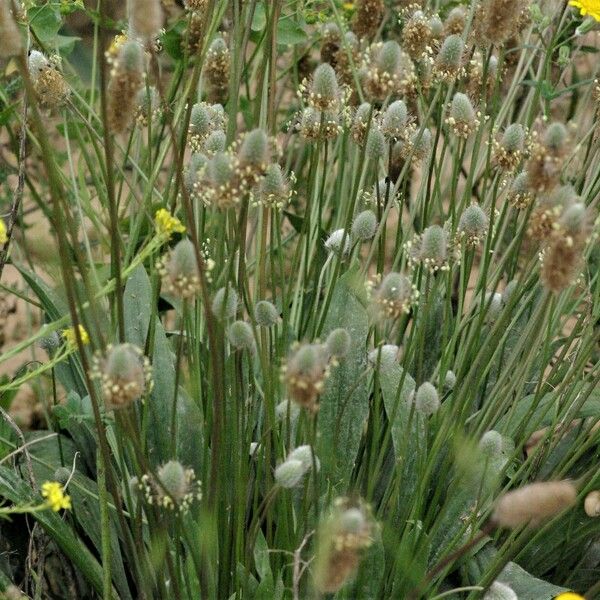 Plantago lagopus Flor