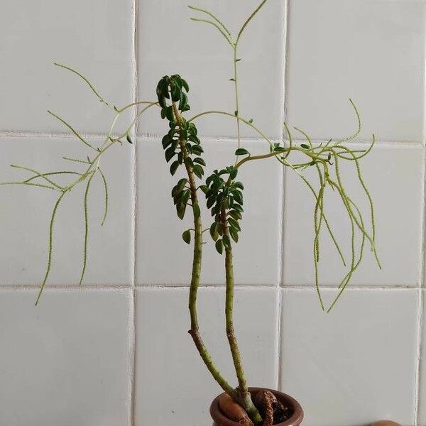 Peperomia asperula Leht