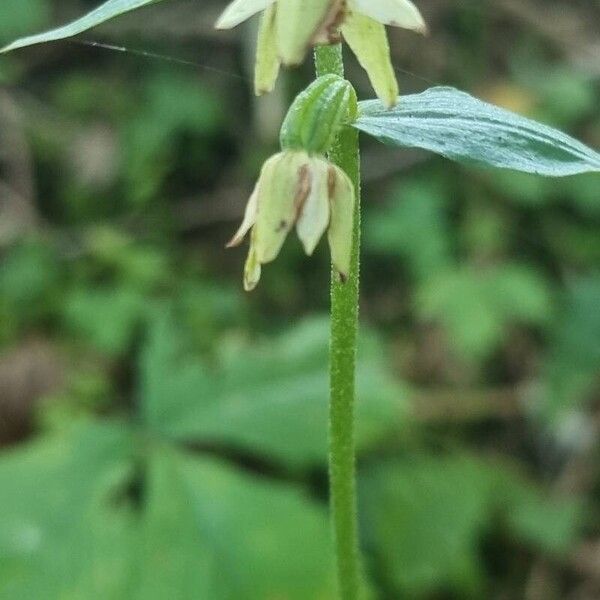 Epipactis muelleri Fiore