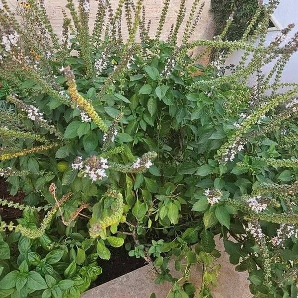 Ocimum americanum 形态