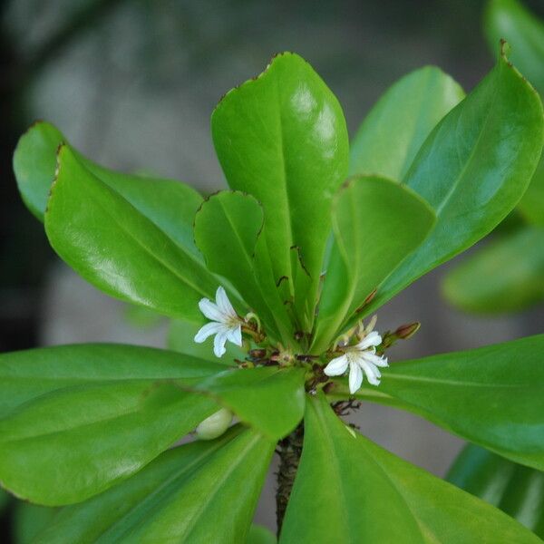 Scaevola taccada برگ