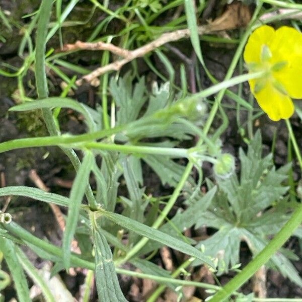 Ranunculus acris Habitus