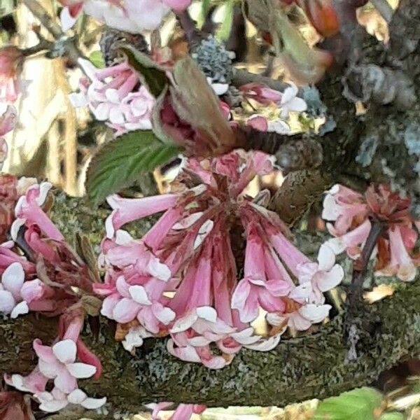 Viburnum × bodnantense Blüte