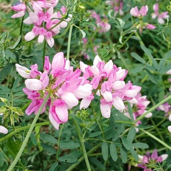 Coronilla varia Blomst