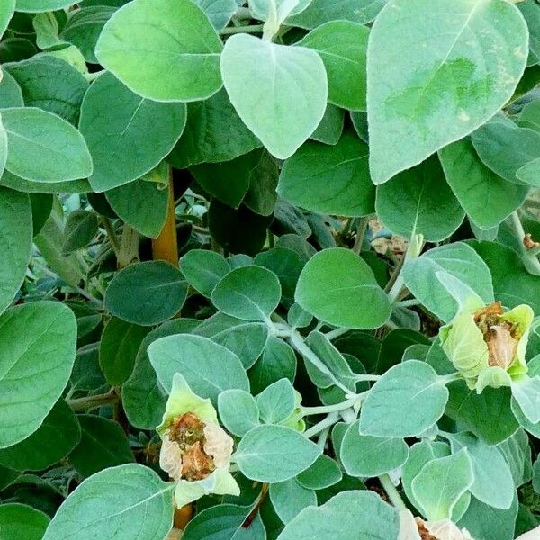 Barleria albostellata Habit