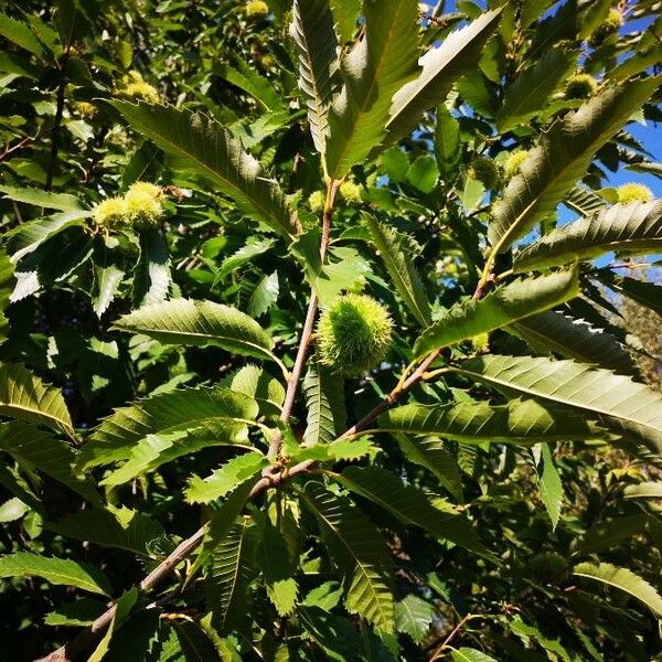 Castanea sativa Φρούτο