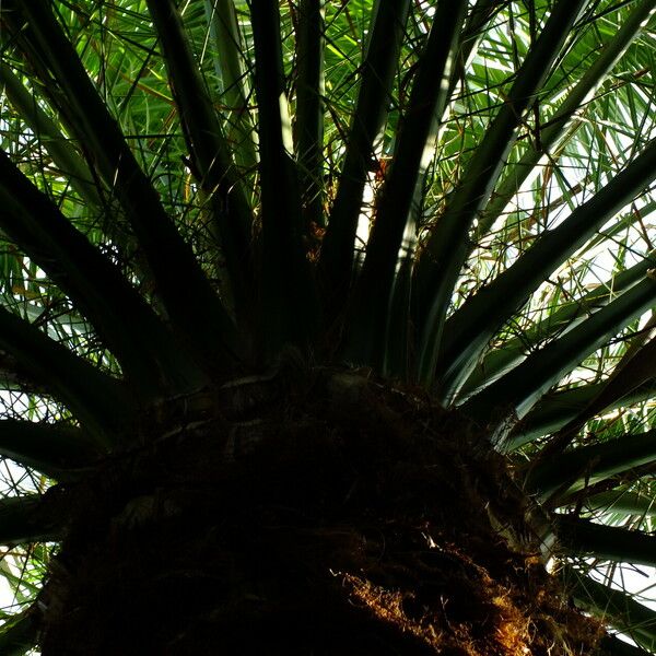 Phoenix canariensis Leaf