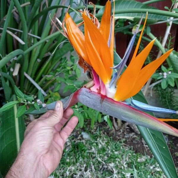 Strelitzia reginae Lorea