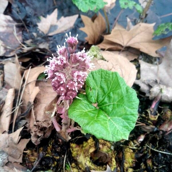 Petasites hybridus Buveinė