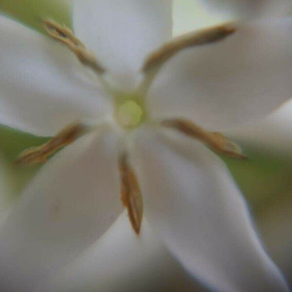 Ixora finlaysoniana Λουλούδι