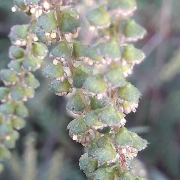 Ambrosia artemisiifolia Flors