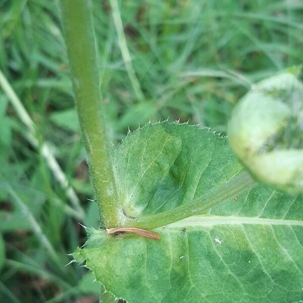 Cirsium oleraceum Kaarna