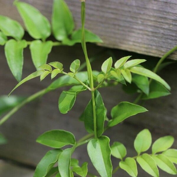 Jasminum officinale Lubje