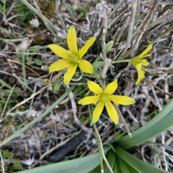 Gagea villosa Flower