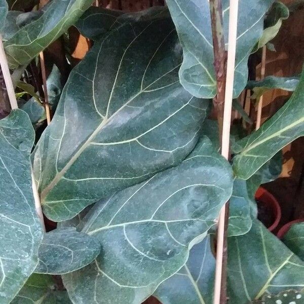 Ficus lyrata Blatt