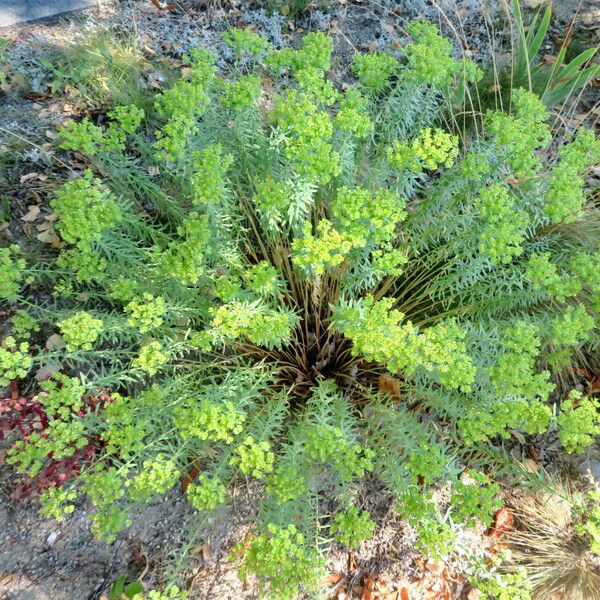 Euphorbia seguieriana Elinympäristö