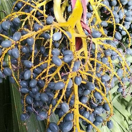 Livistona chinensis Fruit