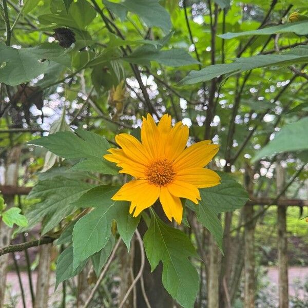 Tithonia diversifolia Floare