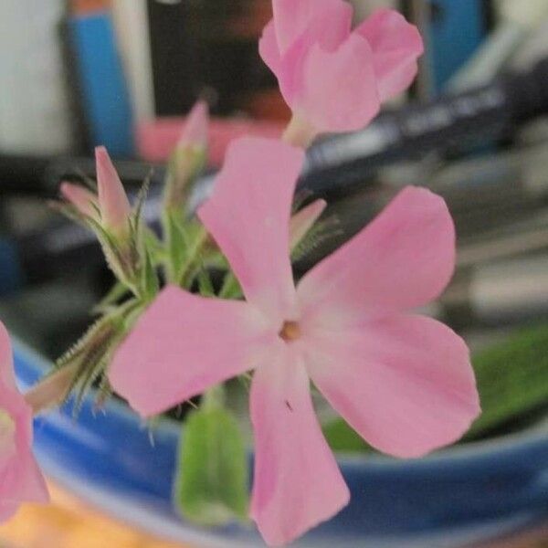 Saponaria officinalis Levél