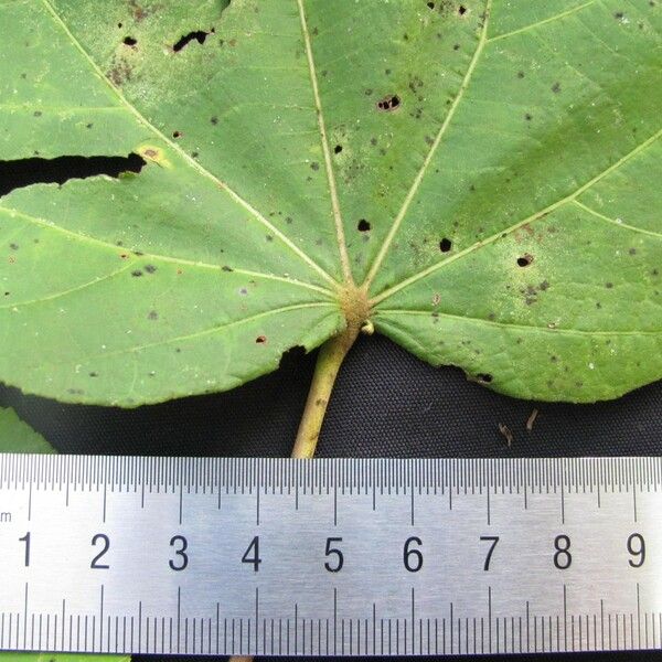 Heliocarpus americanus Blatt
