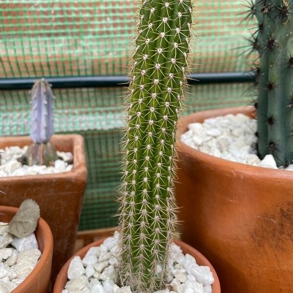 Echinocereus poselgeri Leaf