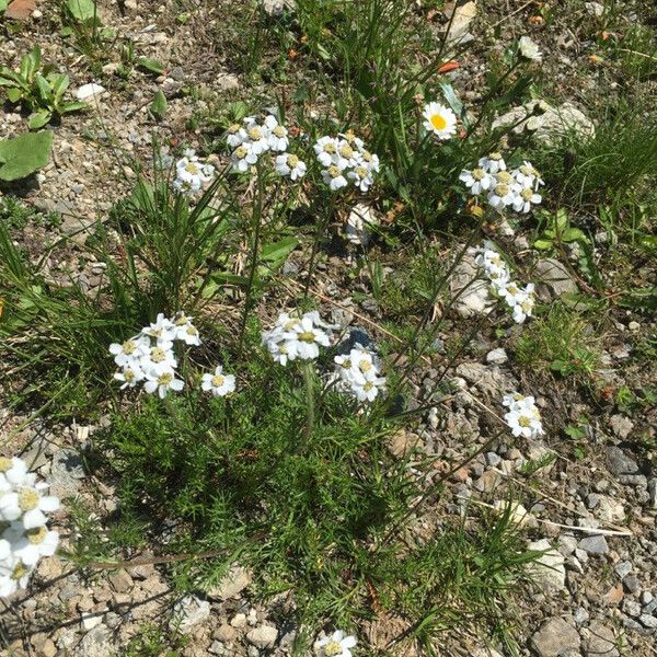 Achillea atrata पत्ता