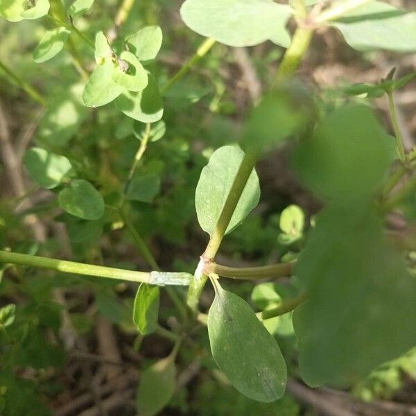 Euphorbia peplus Rhisgl
