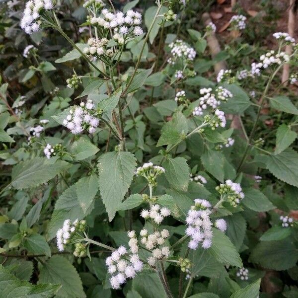 Ageratum conyzoides Цветок