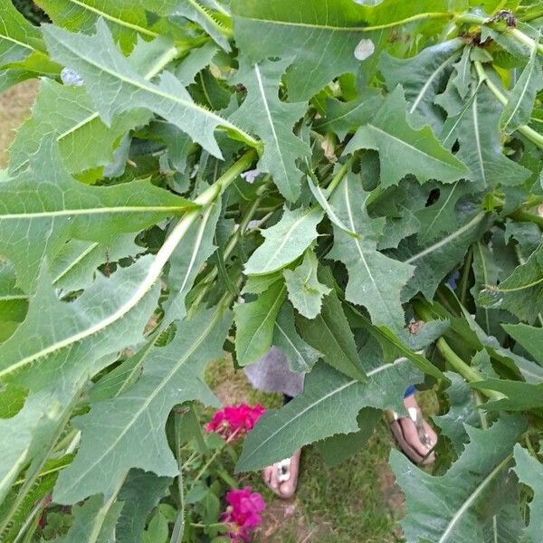 Lactuca serriola 葉