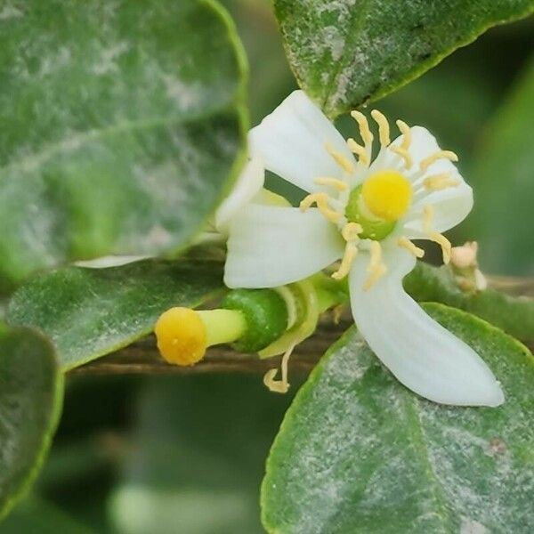 Citrus latifolia Flower