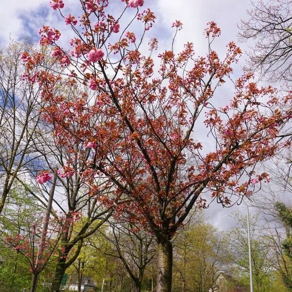 Prunus serrulata Celota