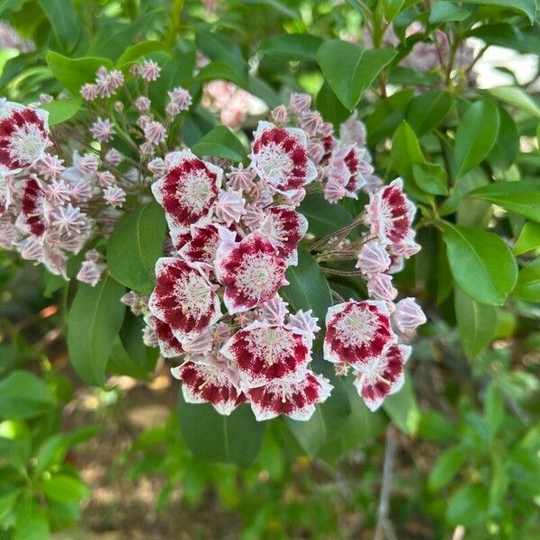 Kalmia latifolia Flower