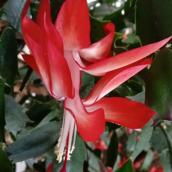 Schlumbergera truncata Flors