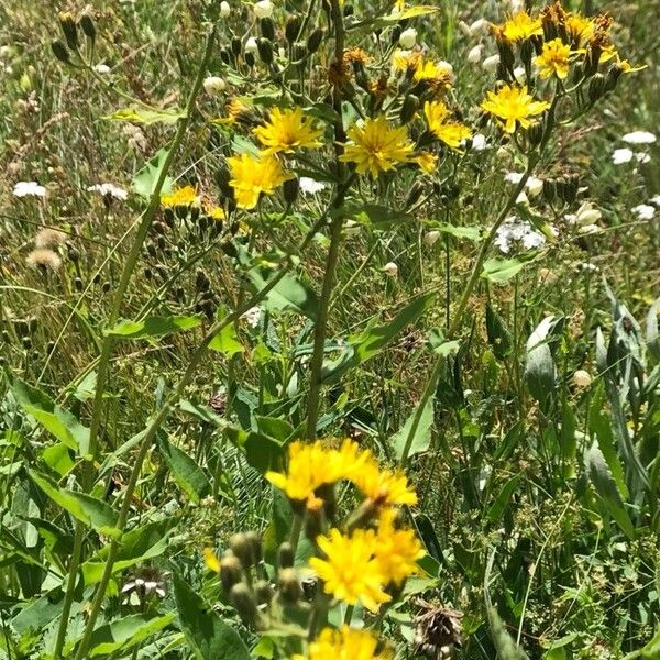 Hieracium prenanthoides Žiedas